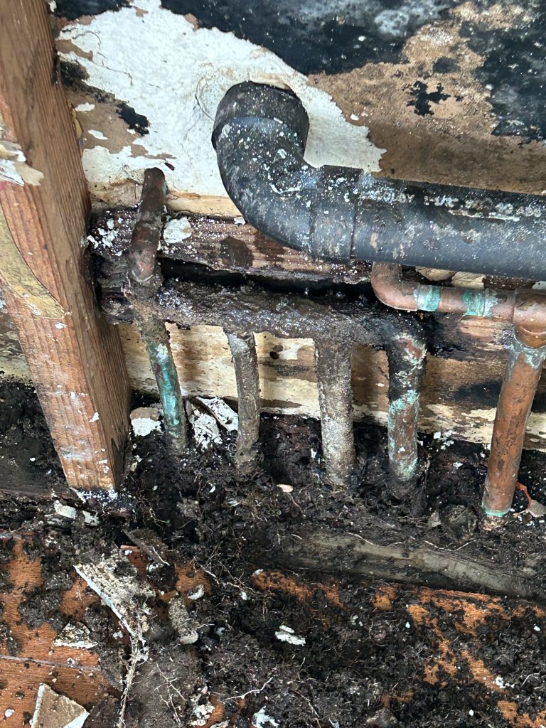Mold from leaking water