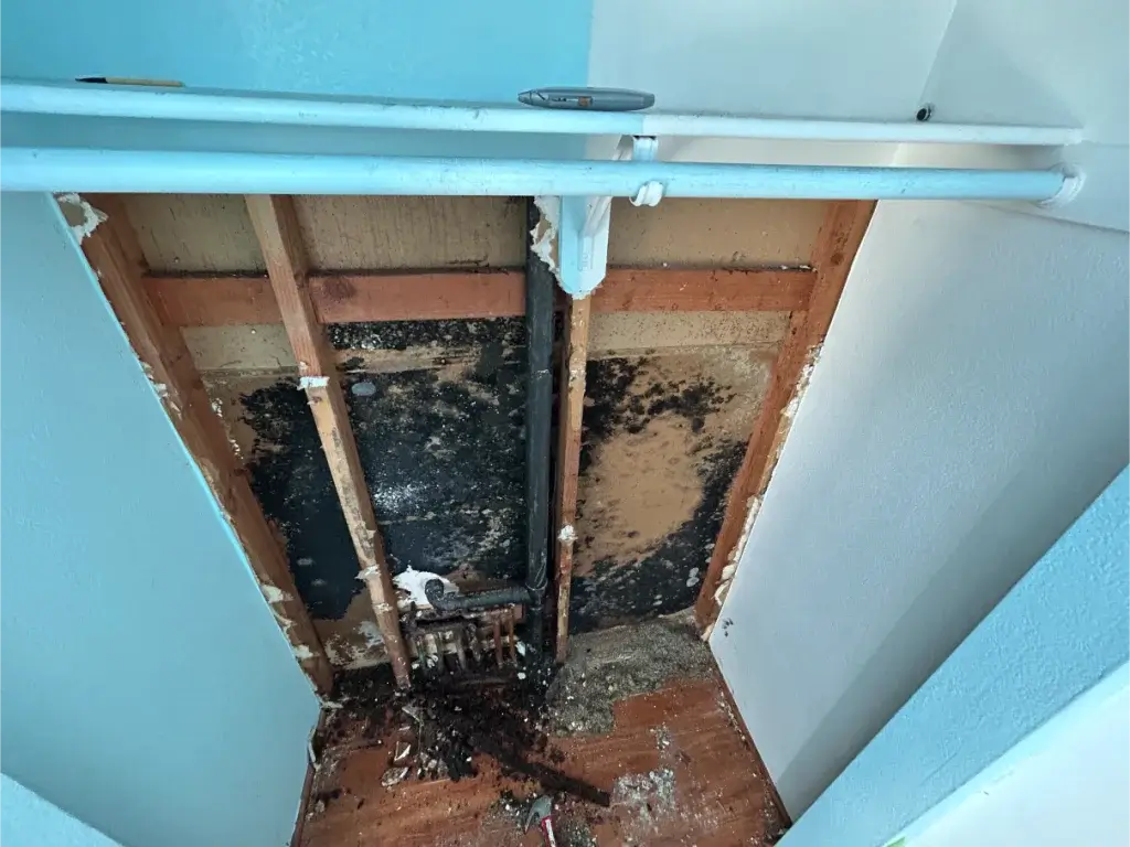 In-Wall Mold Testing