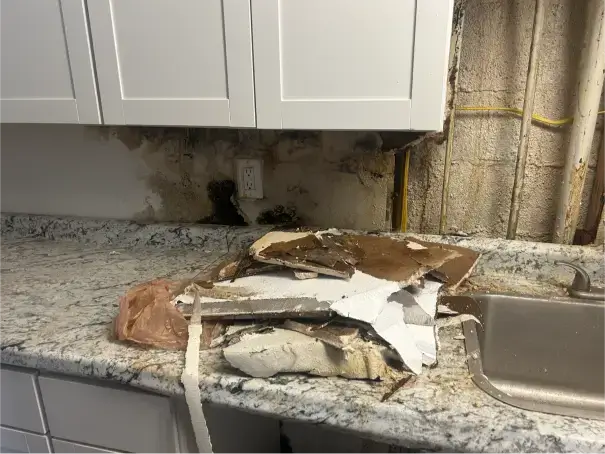 Mold Inspection and Moisture Detection