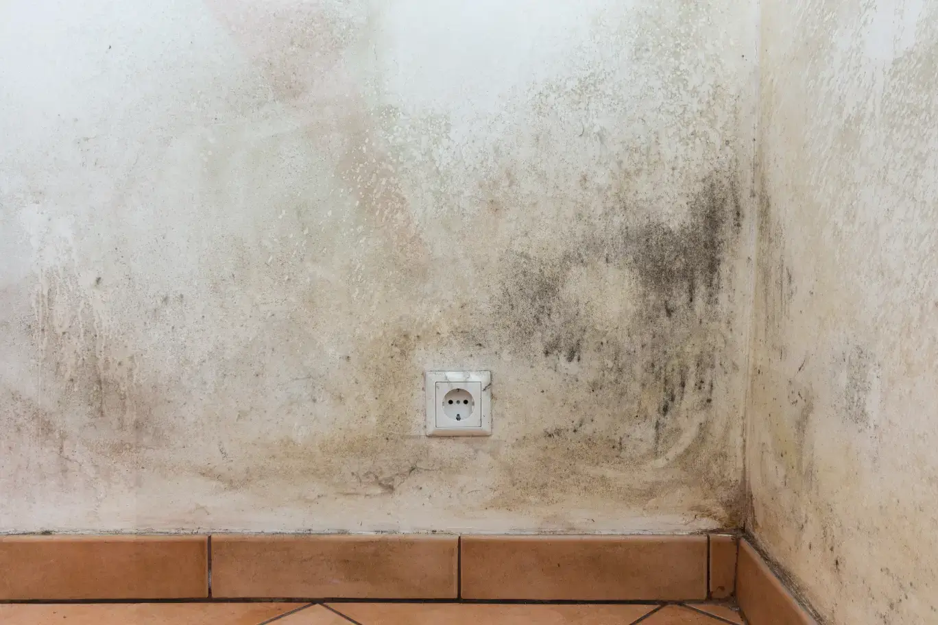 Professional Mold Testing in Chandler AZ