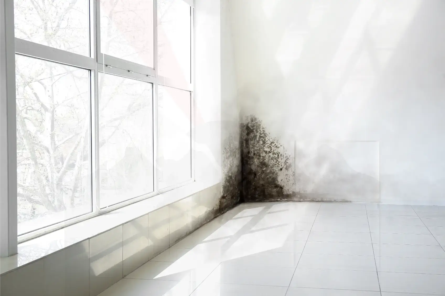 Professional Mold Testing in Mesa AZ
