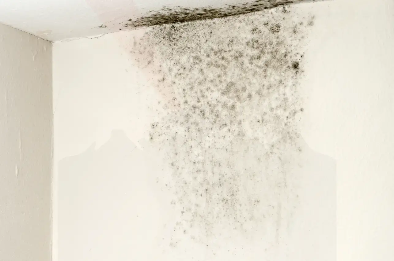 Professional Mold Testing in Scottsdale AZ