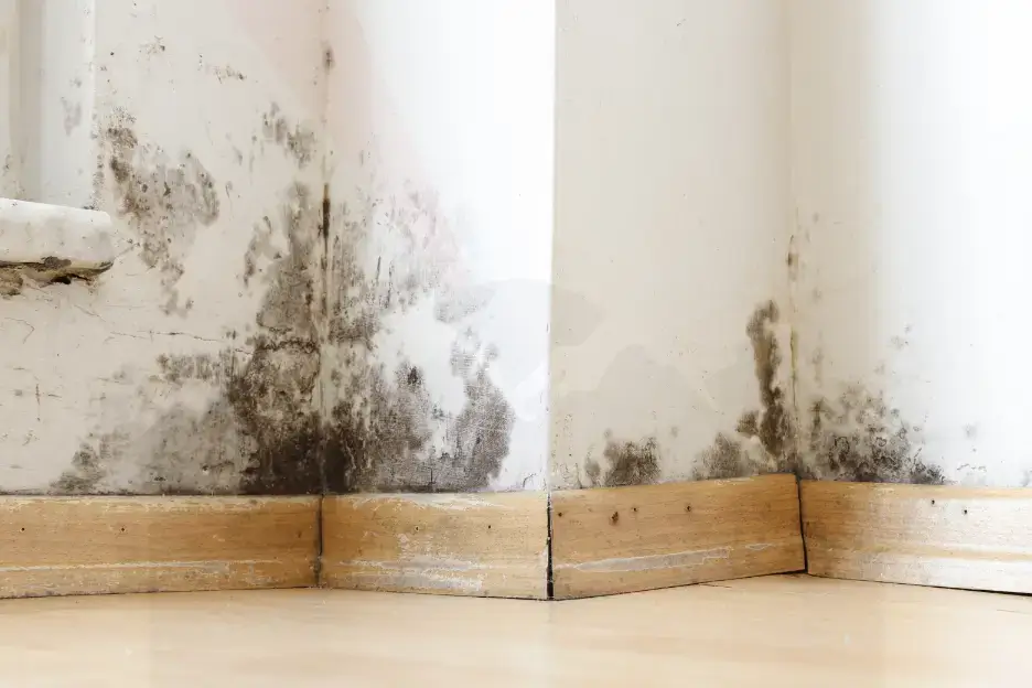 Professional Mold Testing in Tempe AZ